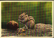 Открытка СССР 1963 г. Бурундук белка животное звери природа грызун ИЗОГИЗ фото. Немнонов