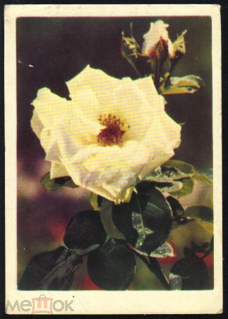 Открытка СССР 1964 г. Цветы, Роза Троянда фото А. Корниенко Украина