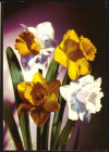 Открытка СССР 1968 г. Нарциссы. Цветы, флора. СХ чистая