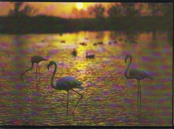 Открытка СССР 1988 г. Фламинго, птицы, фауна. фото Р. Папикьяна чистая