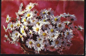 Открытка СССР 1971 г. Цветы, композиция Мамулашвили фото Игнатвич двойная