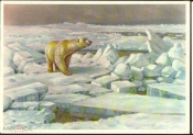 Открытка 1950-е г. ГДР для СССР. Белый медведь вол льдах. фауна чистая