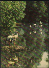 Открытка СССР 1964 г. Аисты, птицы, фауна, водоем фото. Л Зиверта чистая