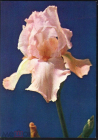 Открытка СССР 1985 г. Композиция из цветов Жариновой, цветы изд Планета чистая