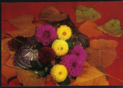 Открытка Болгария 1973 г. Георгины, цветы флора. фото. Паскалева чистая