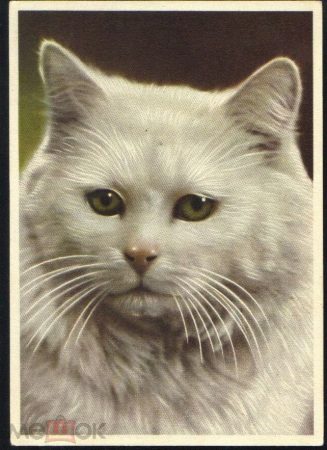 Открытка Европа ГДР?. Белый кот. кошка, нарисованная, чистая экслибрис