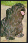 Открытка СССР 1969 г. Скай-терьер, породы собак.фото Г, Киселевой изд. Планета чистая с маркой