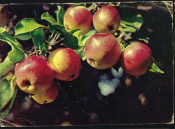 Открытка СССР 1969 г. Яблоки пепин шафранный фото. Ривиной прошла почту