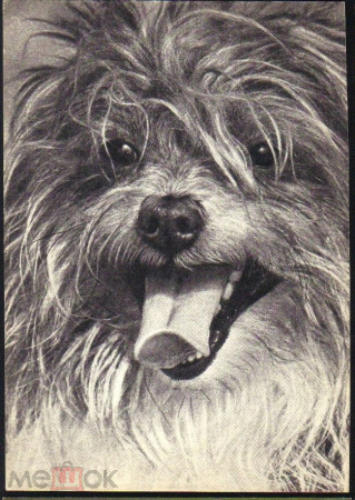 Открытка СССР 1969 г. Тибетский терьер. Собаки, породы фото В. Елисеева, СХ чистая