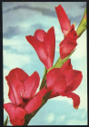 Открытка Болгария 1970-е г. Гладиолус София Цветы флора чистая