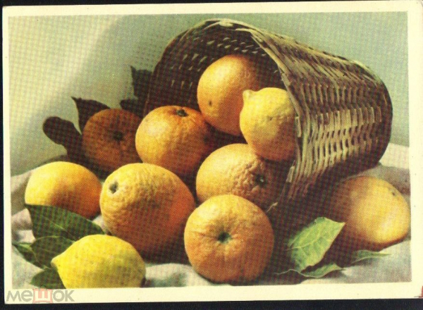 Открытка СССР 1963 г. Апельсини и лимоны. фото. Зиверта чистая