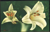 Открытка СССР 1965 г. Белые лилии. Цветы, флора.фото И. Белова СХ чистая