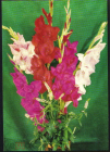 Открытка СССр 1973 г. Поздравление, цветы, букет фото Г. Костенко ДМПК чистая