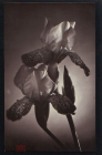 Открытка 1960-е г. Ирис, цветы. черно-белая фото Я. Баша чистая