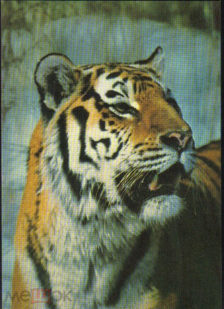 Открытка СССР 1989 г. ТИГР, фауна. фото Г. Смирнова чистая
