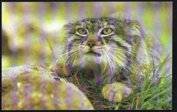 Открытка СССР 1985 г. Манул, кошки, фауна. фото П. Романова чистая