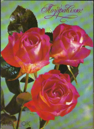 Открытка СССР 1977 г. Поздравляем, Цветы, розы. худ. Г. Костенко ДМПК подписана