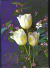 Открытка СССР 1979 г .Поздравляю, цветы, тюльпаны белые. ДМПК фото Г. Костенко чистая