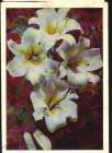 Открытка СССР 1972 г. Белые лилии. Цветы, букет, ваза, натюрморт фото Г. Костенко подписана