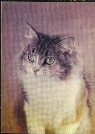 Открытка СССР 1989 г. Барсик, кот, фауна. фото С.Ткаченко чистая