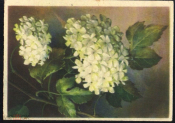 Открытка Берлин ГДР 1946 г. Белая сирень, цветы, букет, изд. Zoeke & Mittmeyer Berlin подписана