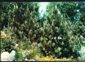 Открытка СССР 1973 г. Цветы, Сосна горная. Ботанический сад АН СССР чистая