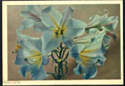 Открытка СССР 1964 г. Лилии. Цветы, флора фото И. Шагина чистая