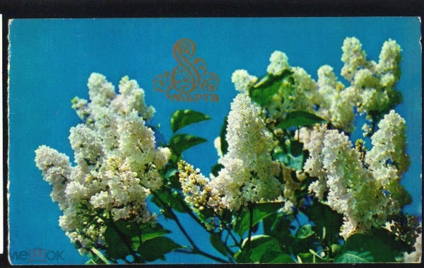 Открытка СССР 1970-е г. С праздником 8 марта! цветы, сирень обрезана