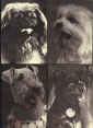 Открытки СССР 1969 г. Собаки, породы собак. фото В. Елисеева изд Планета 25 штук чистые - вид 4
