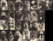 Открытки СССР 1969 г. Собаки, породы собак. фото В. Елисеева изд Планета 25 штук чистые