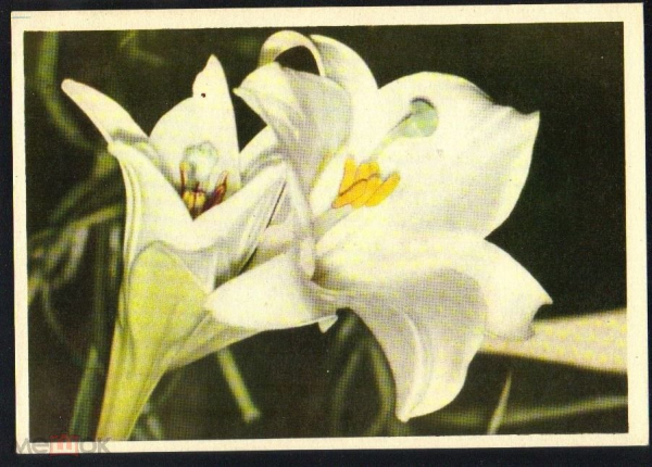 Открытка СССР 1962 г. Лилии. Флора, цветы. фото Г. Самсонова ИЗОГИЗ чистая
