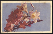 Открытка СССР 1968г. Гладиолусы и лилии, цветы, флора . фото Л. Раскина СХ