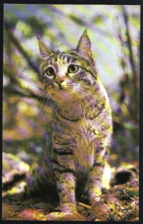 Открытка СССР 1985 г. Степная кошка, фауна. фото. П. Ромаова чистая