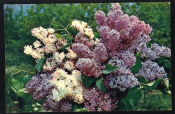 Открытка СССР 1970-е г. Сирень, цветы, флора. Часть двойной открытки подписана