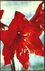 Открытка СССР 1969 г. Лилия, цветы, флора. фото. И. Шагина изд. Правда чистая