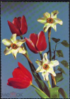 Открытка СССР 1960 г. Ваза Цветы, тюльпаны, нарциссы цветы, флора чистая с маркой худ обрез