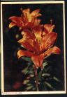 Открытка СССР 1962 г. Лилии. Цветы, флора фото Л. Раскина чистая