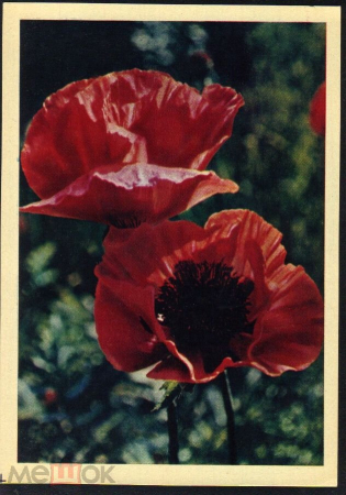 Открытка СССР 1965 г. Цветы. Альпийский мак. Фото И. Шагина. чистая отличная