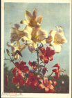 Открытка СССР 1960 г. Лилия. Флора, цветы. фото И. Голанда ИЗОГИЗ чистая переоценка