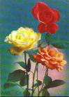 Открытка СССР 1982 г Цветы Букет, Розы. фото. Г. Костенко двойная подписана