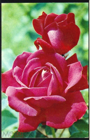 Открытка СССР 1973 г. Цветы, Роза "Дам де Кер", букет. фото. Матанова чистая