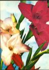 Открытка Болгария 1970-е г. София Цветы флора чистая с маркой