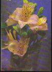Открытка СССР 1986 г. Композиция из цветов, цветы, фото Стейнера изд Планета чистая