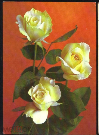 Открытка СССР 1981 г. Розы белые, цветы, флора фото Г. Костенко ДМПК чистая
