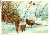 Открытка СССР 1960-е г. Птицы, зима, фазан, воробей, фауна чистая