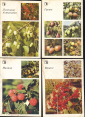 Набор открыток СССР 1986 г. Ваш приусадебный участок, ягоды, фрукты 18 шт Полный + 1 лишняя - вид 3
