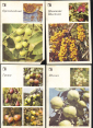 Набор открыток СССР 1986 г. Ваш приусадебный участок, ягоды, фрукты 18 шт Полный + 1 лишняя - вид 7