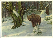 Открытка 1950-е г. ГДР для СССР. Бурый медведь в тайге. фауна чистая