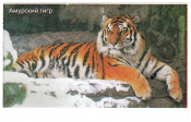 Билет Ленинградский зоопарк Амурский тигр 2022 взрослые