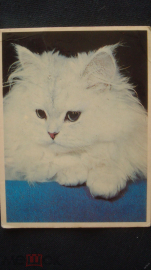 Календарь. "Кошка ангорская". 1995 г.